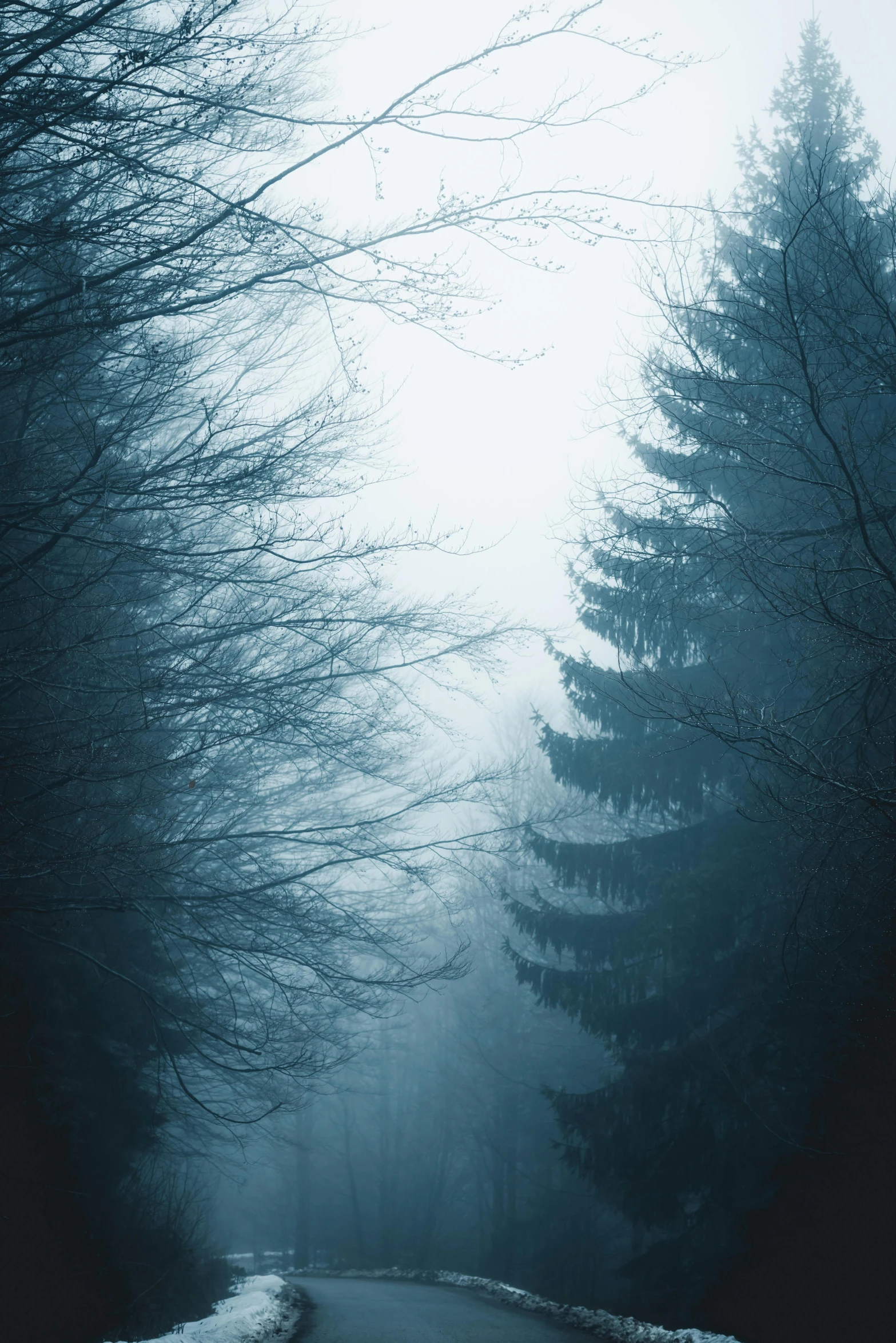 a foggy road in the middle of a forest