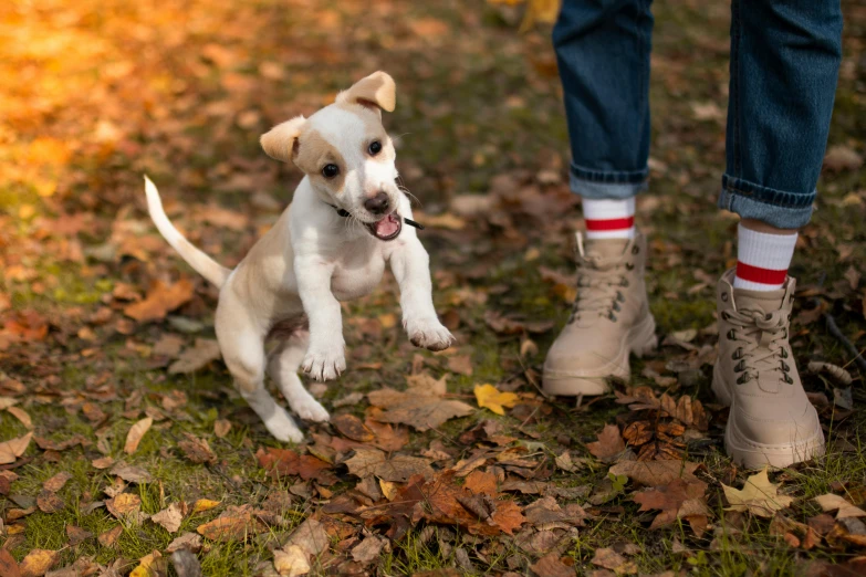 a small white dog running along in a field of leaves