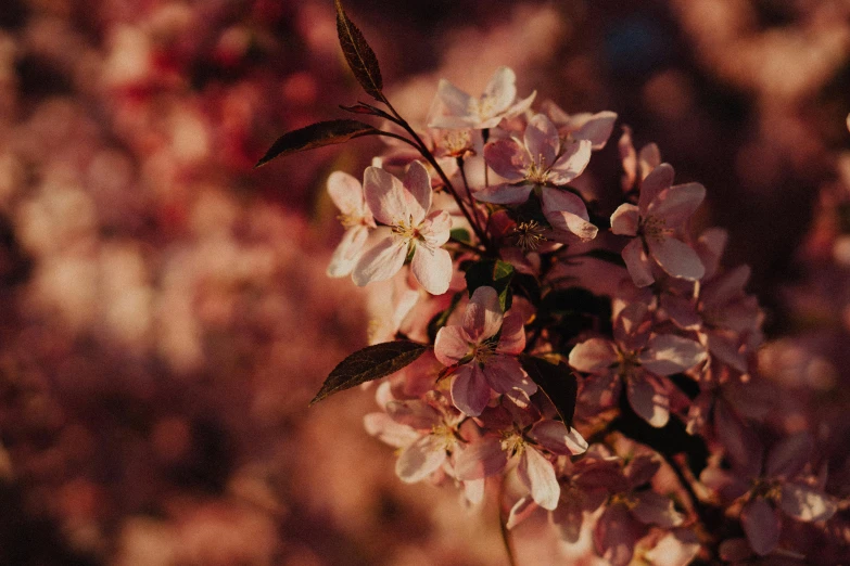 small white flowers with pink and red flowers in the background