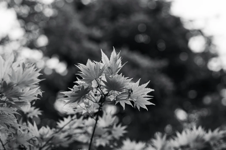 an almost black and white po of leaves