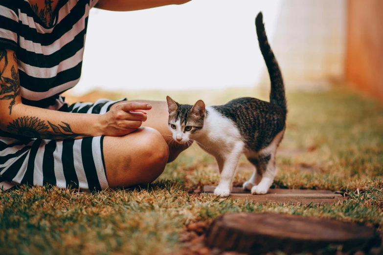 a cat getting food out of the human hand