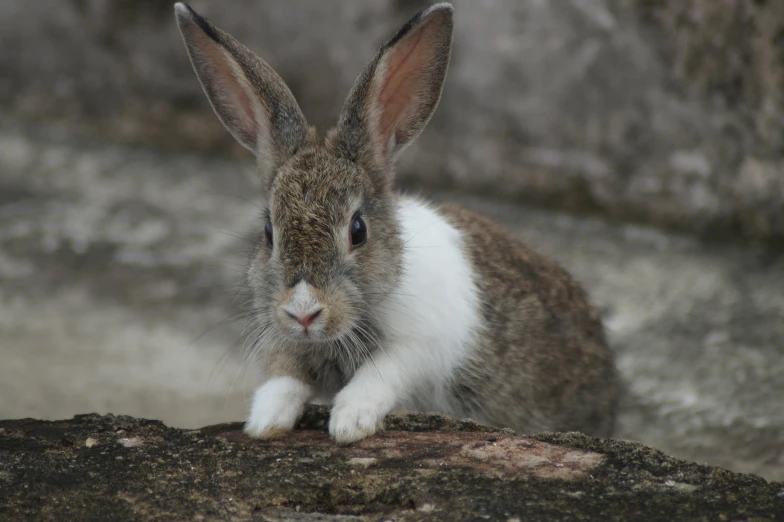 a rabbit is sitting up in the shade