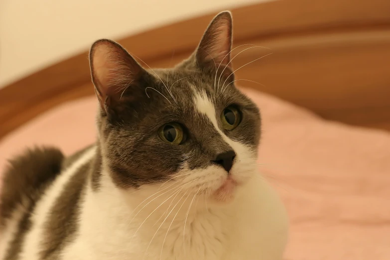 a gray and white cat staring at the camera