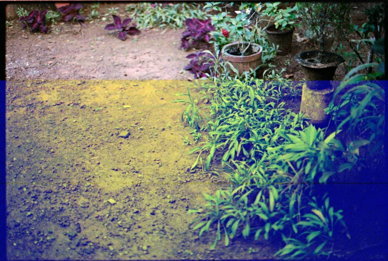 a green bush next to a stump with a yellow substance in it