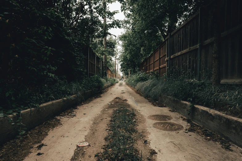 a road in a jungle with grass growing between it