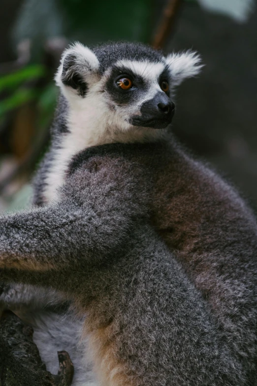 a very cute looking animal near a tree