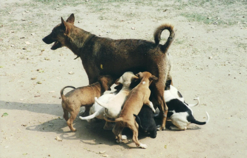 a herd of small dogs playing with each other
