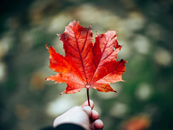 a close up of someone holding a red leaf