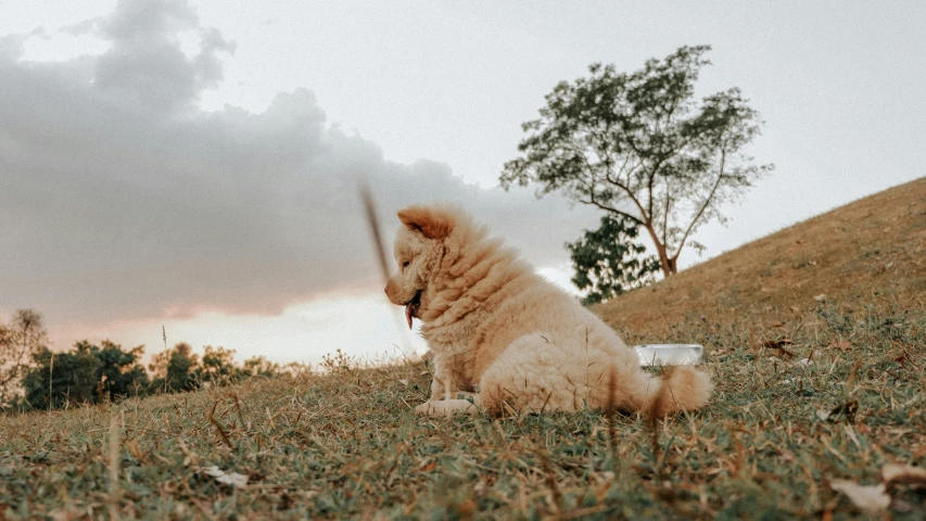 a dog that is sitting on the grass