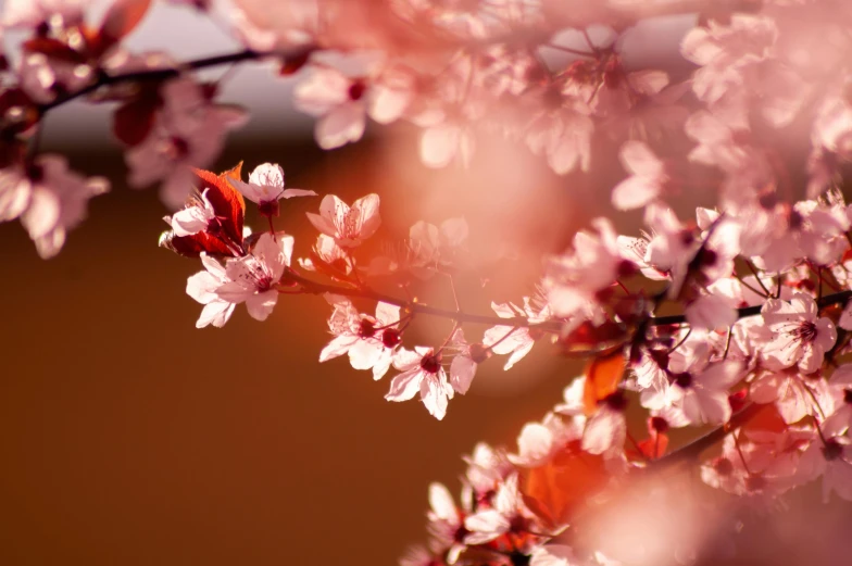 pink flowers blooming on tree nches in front of a brown wall