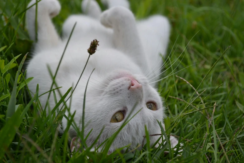 there is a white cat laying on the ground