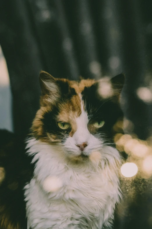 a close up of a cat next to a tree