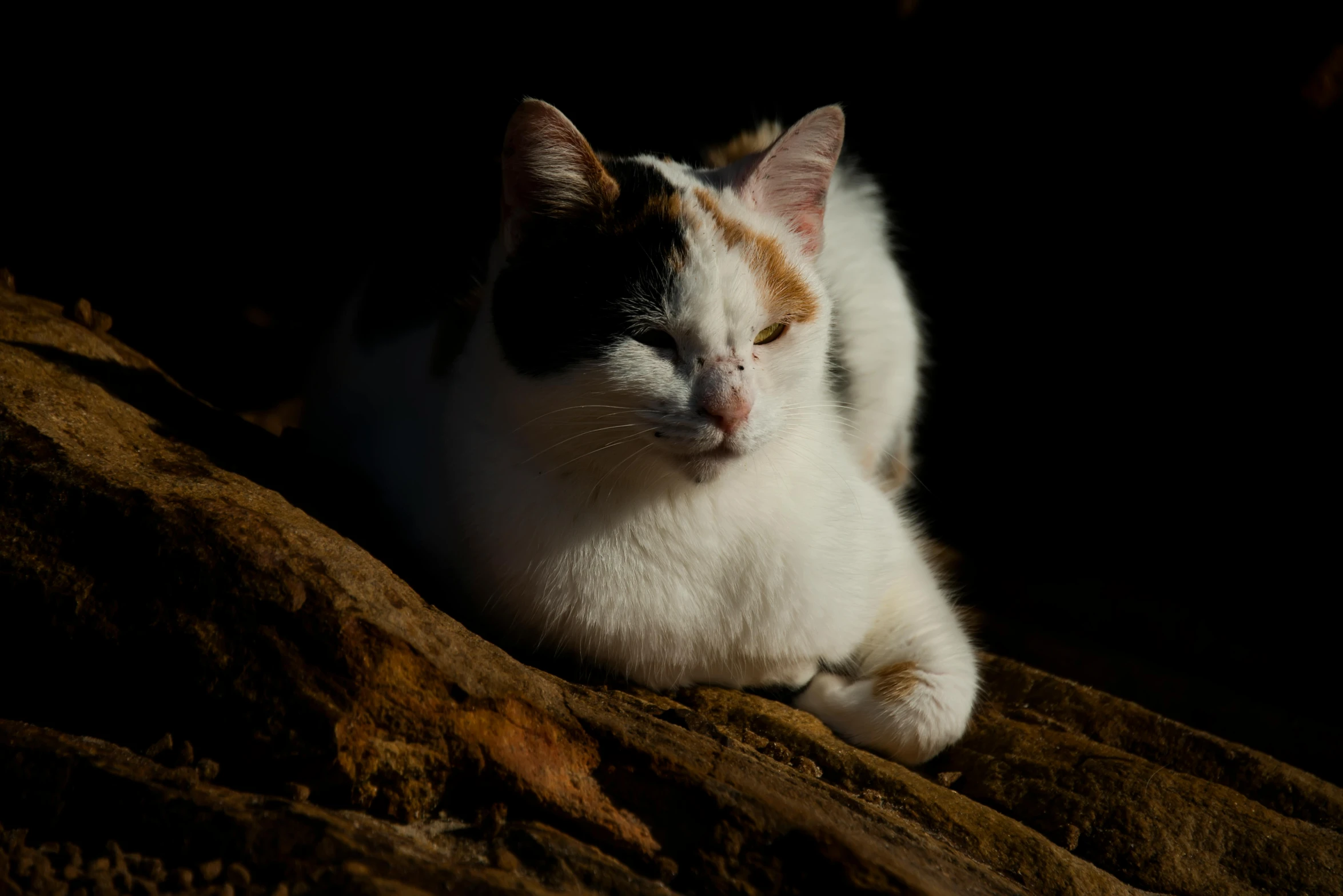 the cat is laying down on the rock