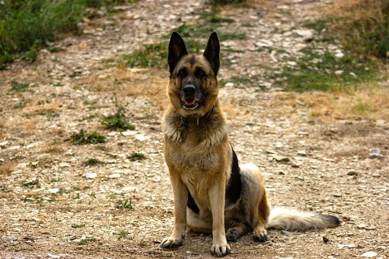 the german shepherd dog is sitting outside on a dirt path