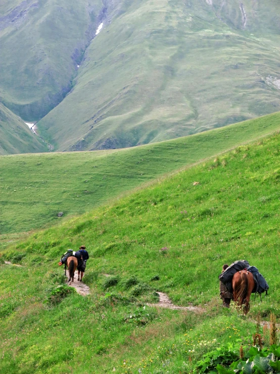 two horses are walking up the hill side