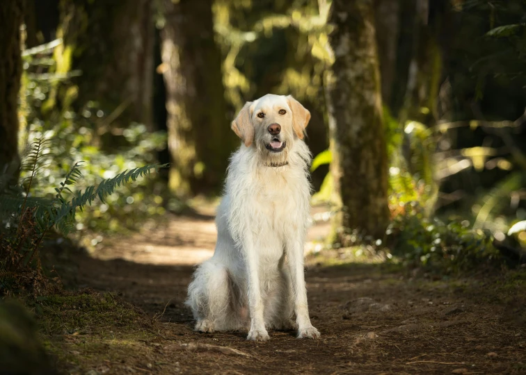 a golden retriever dog sitting in the middle of the woods