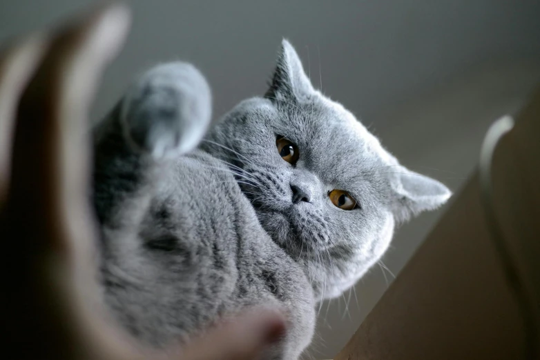 a close up of a cat being held in front of the camera