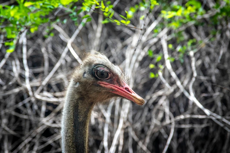 an ostrich looks directly into the camera