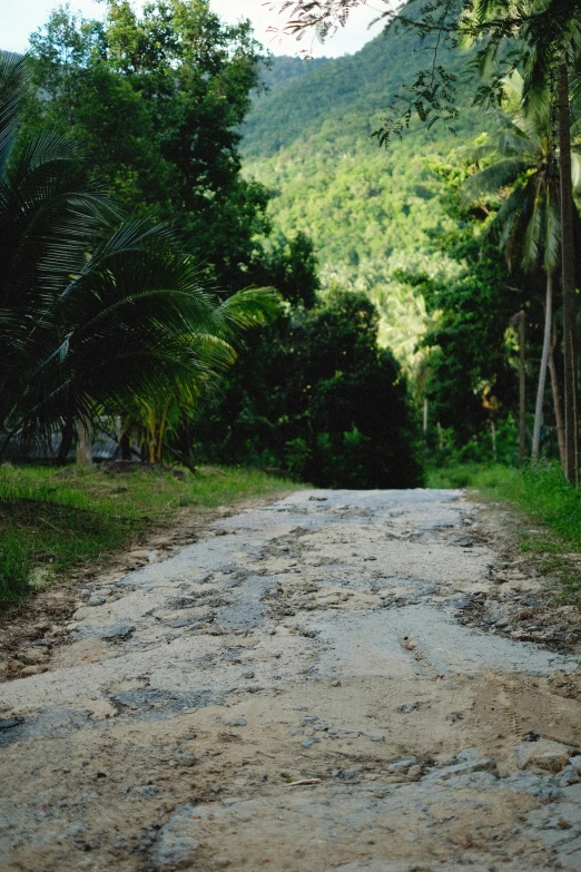 the road is empty of cars and palm trees