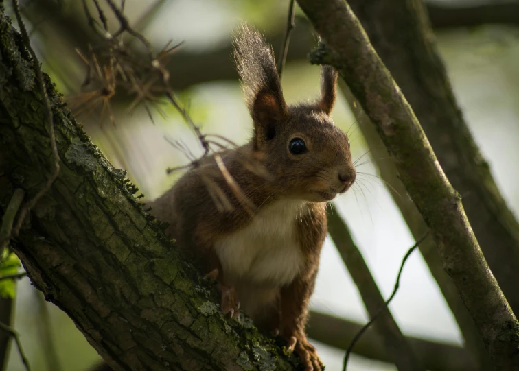 there is a small brown squirrel on a tree