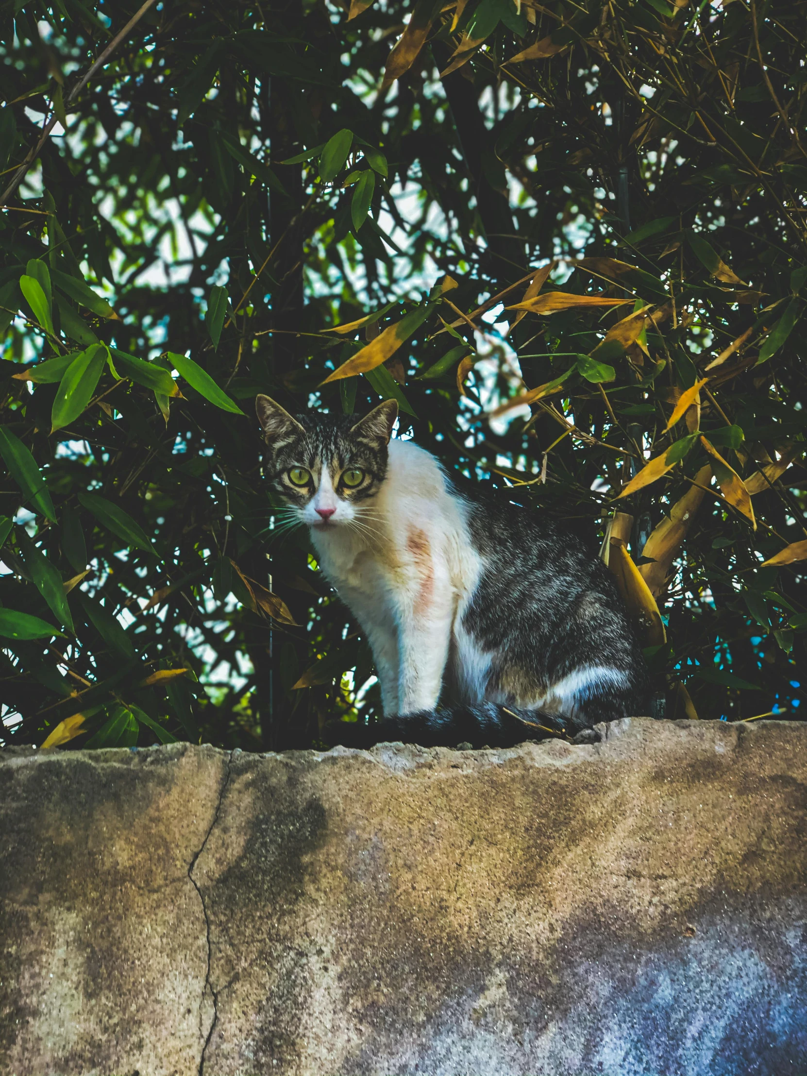 a cat sitting on top of a stone fence