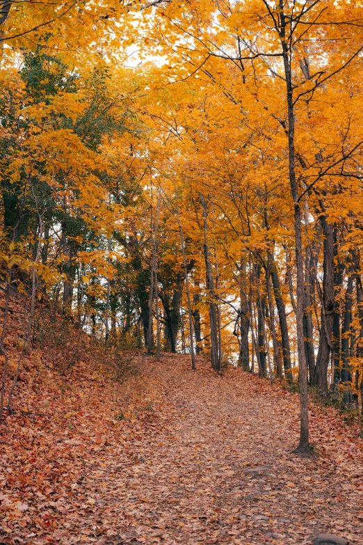 a trail with yellow trees and brown leaves in the fall