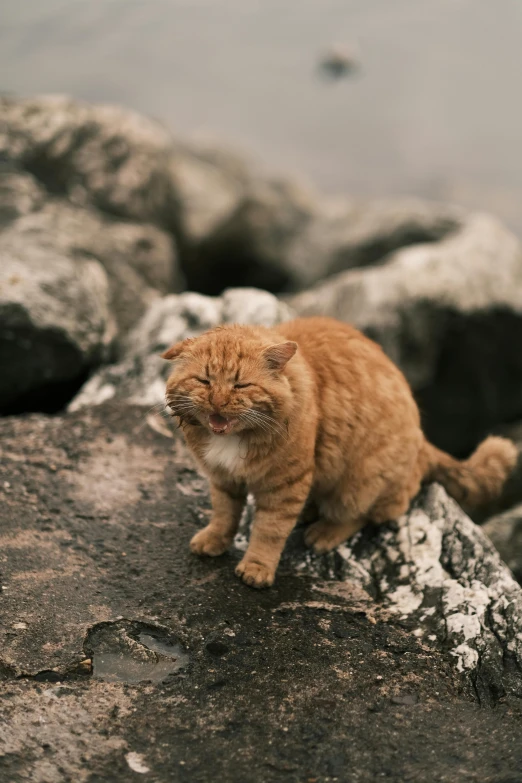 an orange cat with snow flecking its face sits on rocks next to water