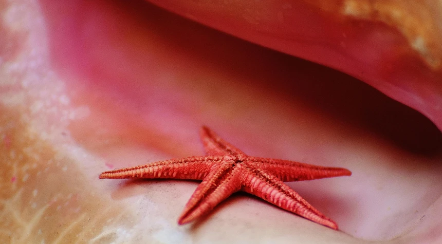 a starfish is on a piece of fruit, and its food looks red