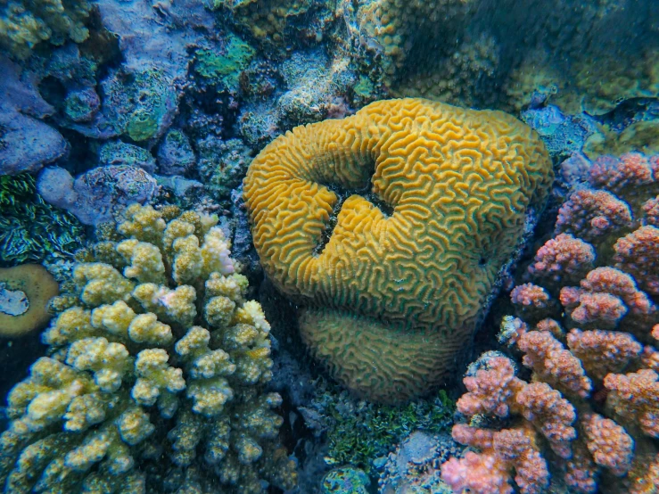 a coral reef with yellow starfish in the middle