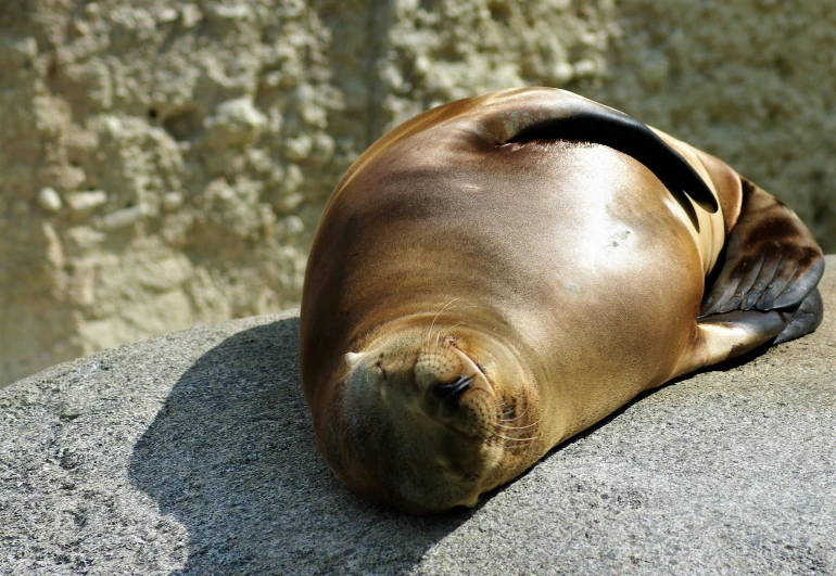 a seal sleeping on some rocks near a body of water