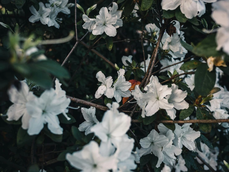 a group of flowers in bloom with a few leaves