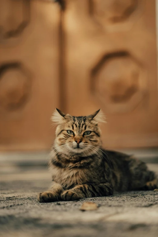 a cat sitting on the ground near a door