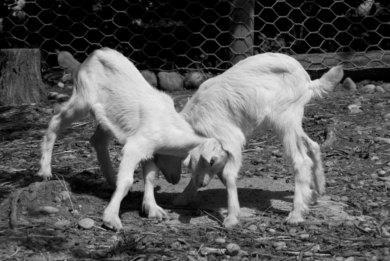 a couple of young goats standing on top of a field