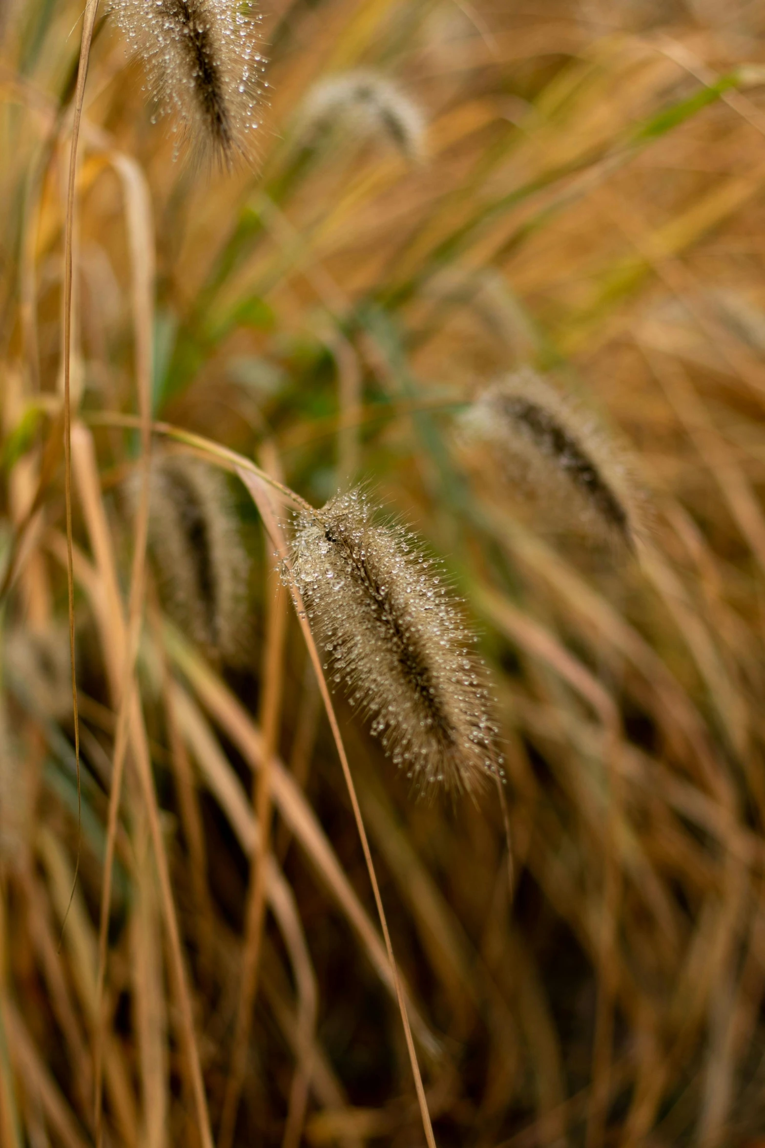 two grass stalks with little round brown flowers