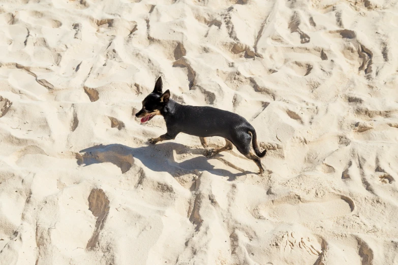 a small black dog in the sand with its tongue out