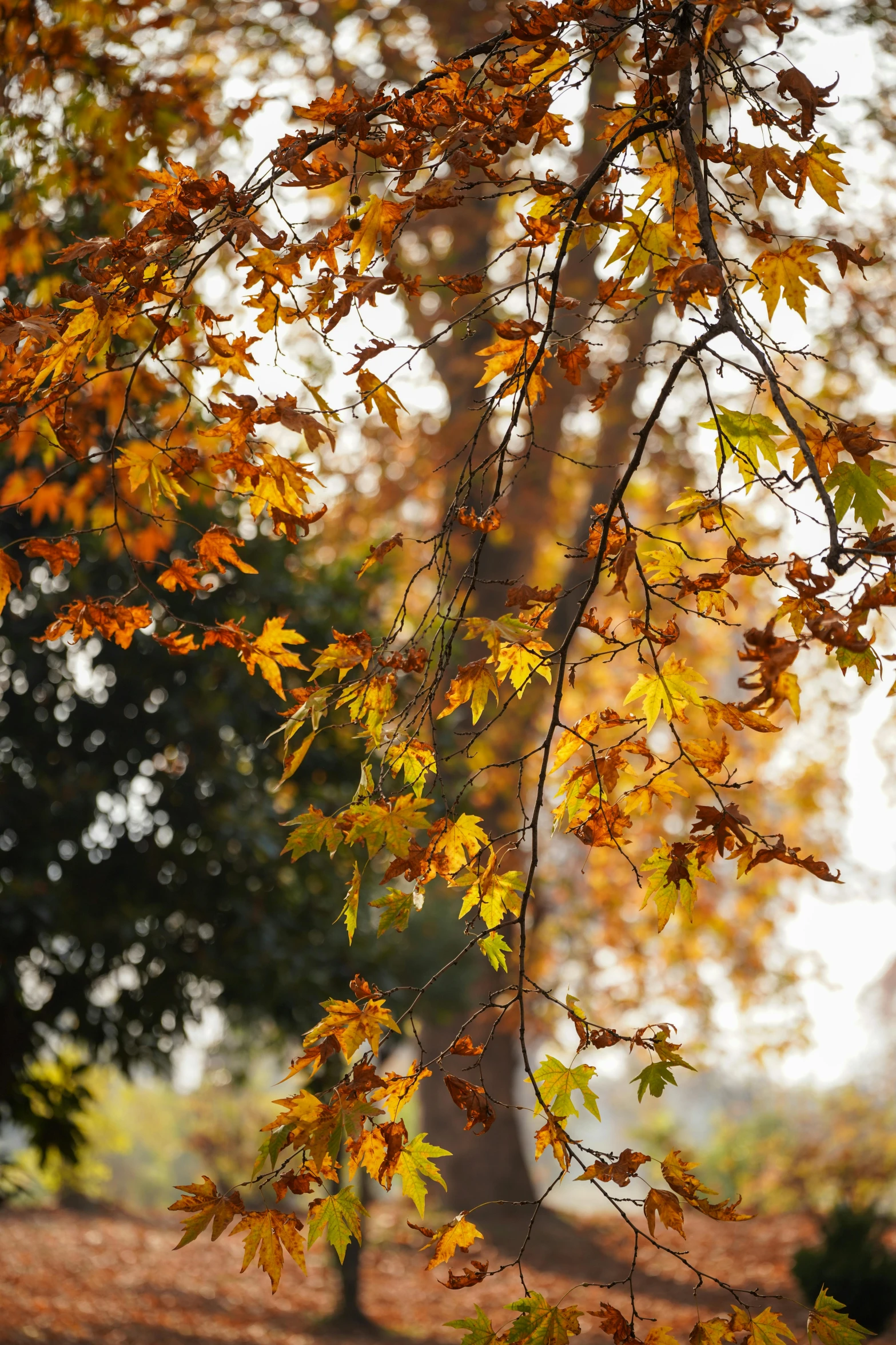 the nches of a tree with yellow and orange leaves