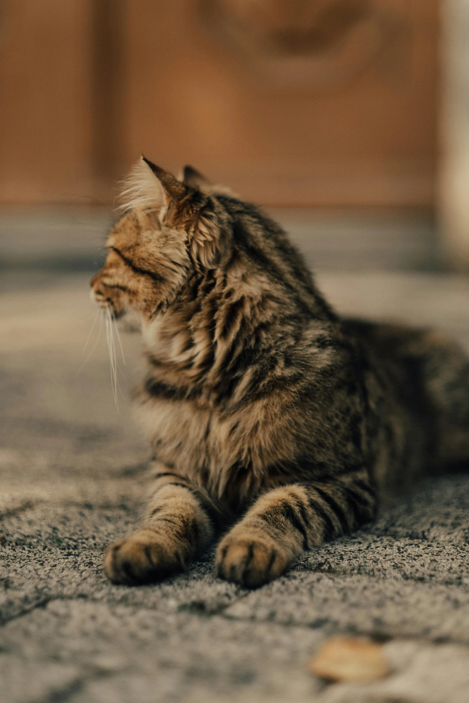 a small kitten sitting on top of carpet next to a window