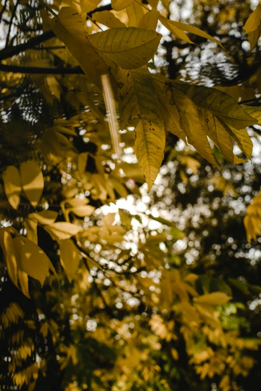 the leaves are turning yellow and shining bright