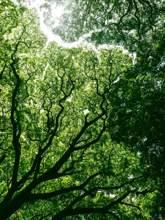 there are trees in the shade and leaves on them