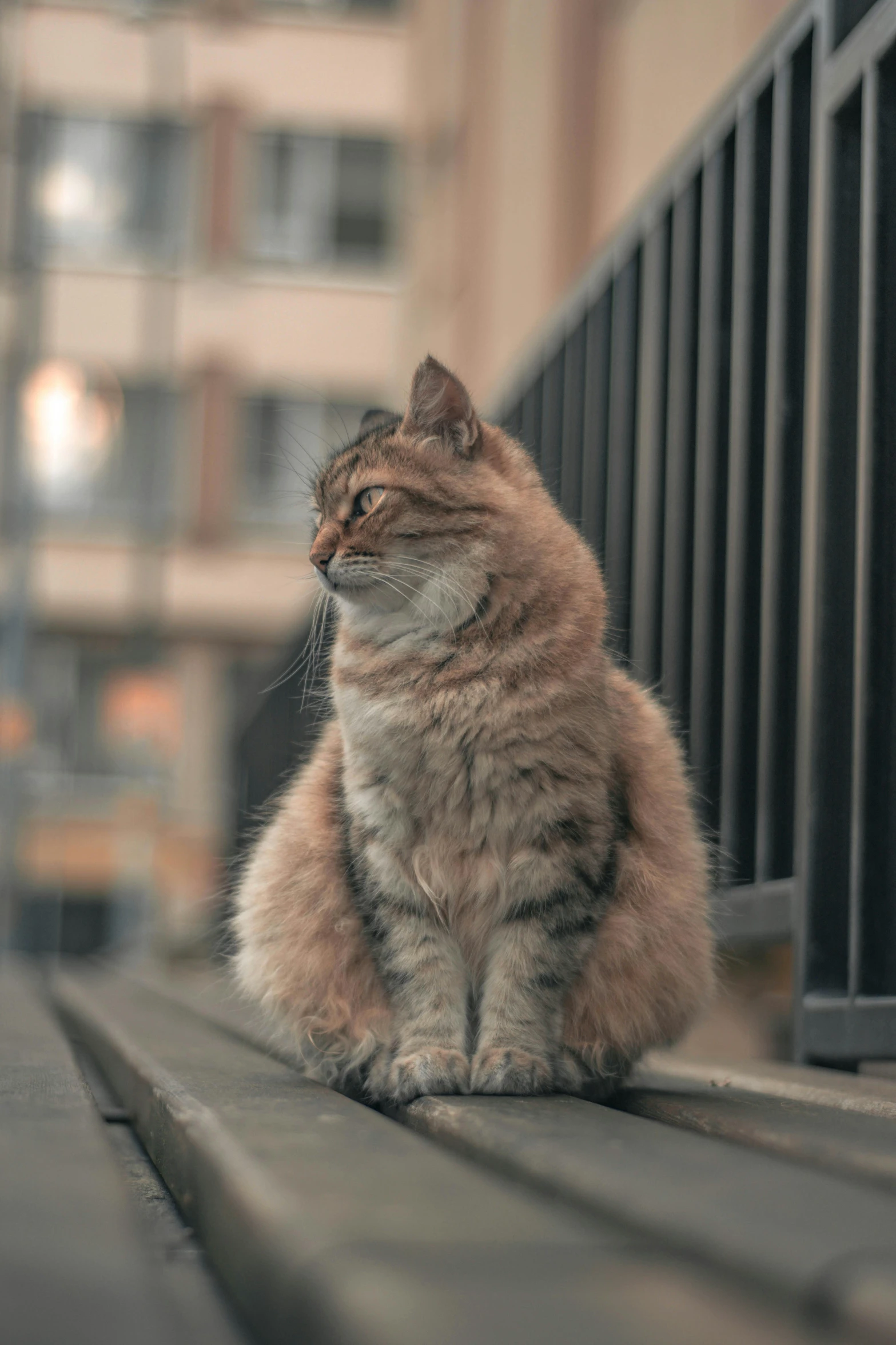 the large cat has orange and white markings on it's head