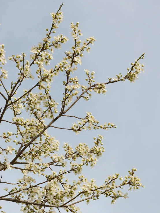 the leaves and flowers of a white tree in winter