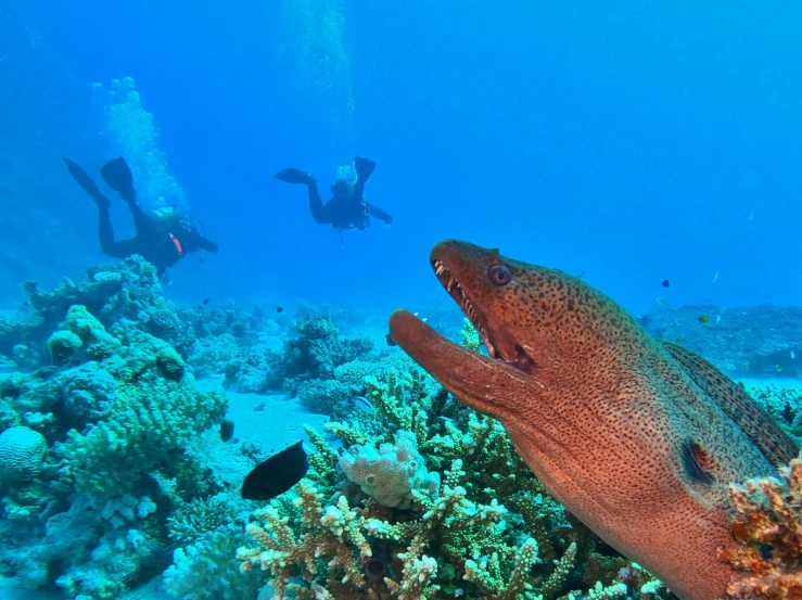 two divers dive underwater over an aquarium full of colorful corals