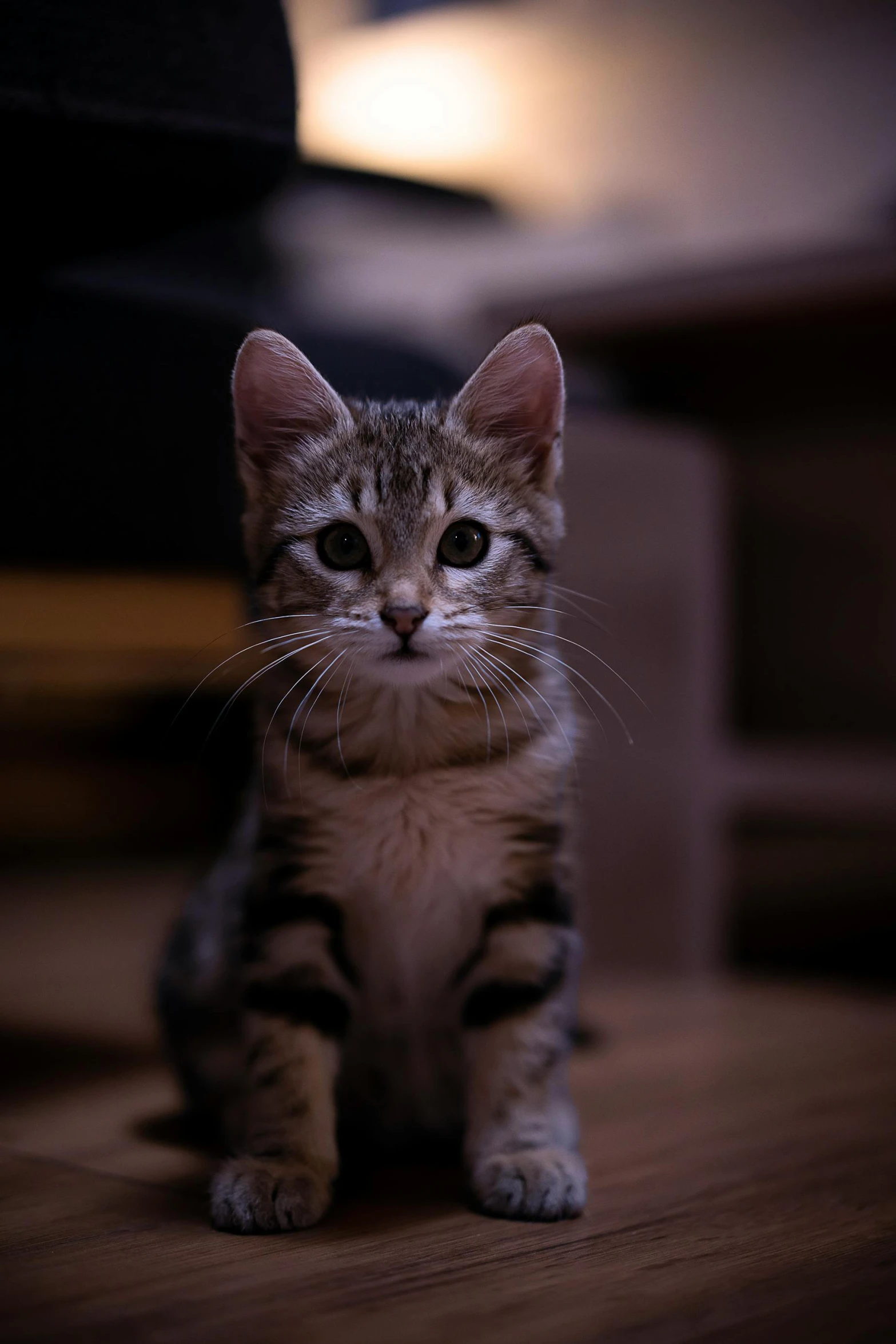 a small kitten sitting on a wooden floor