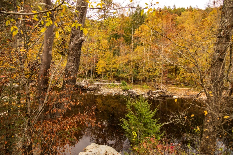 a small pond surrounded by trees and rocks