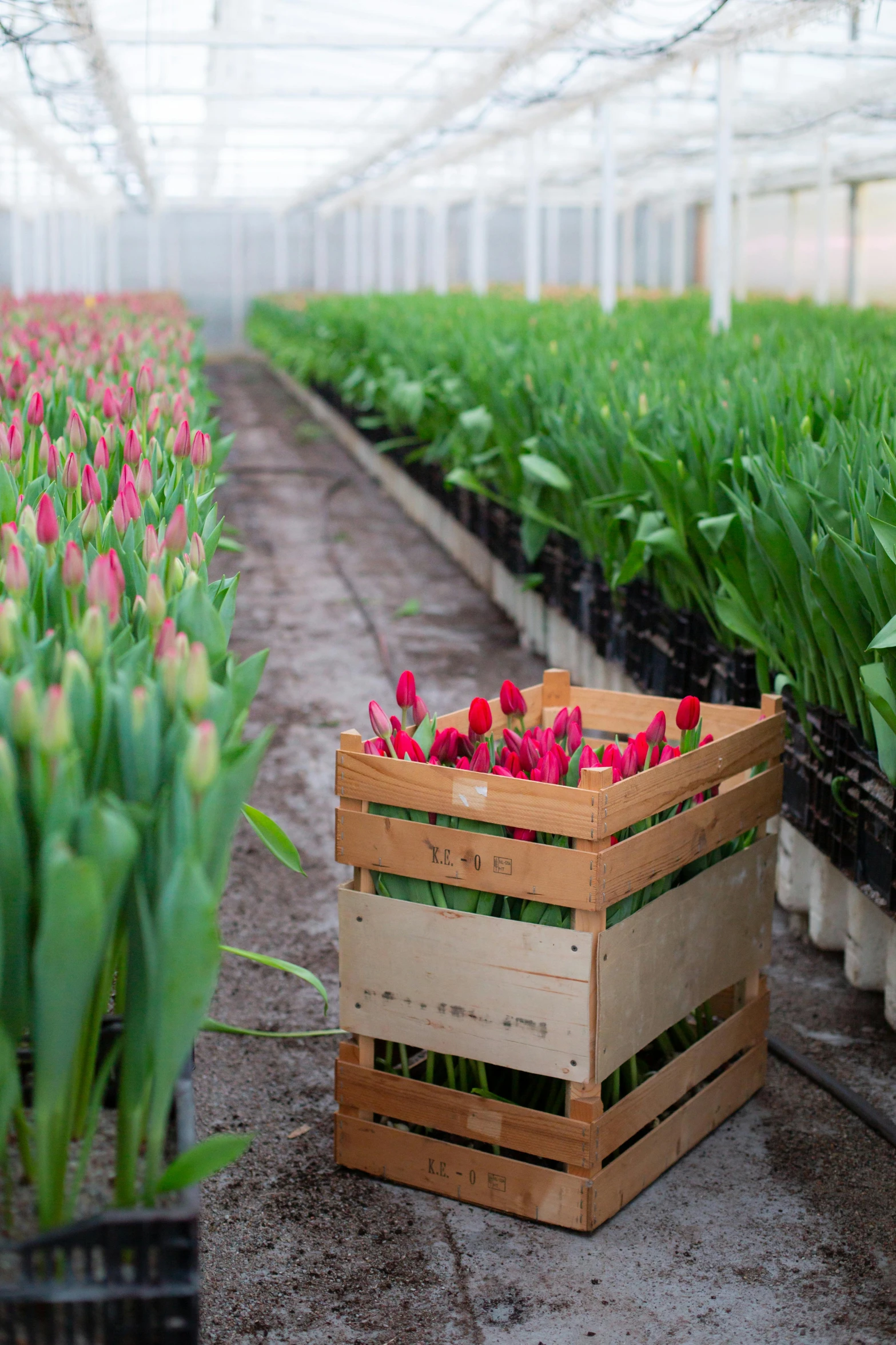 rows of flowers planted in pots inside a greenhouse