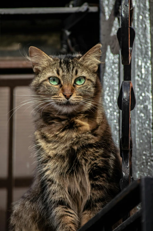 the cat is looking forward while sitting down