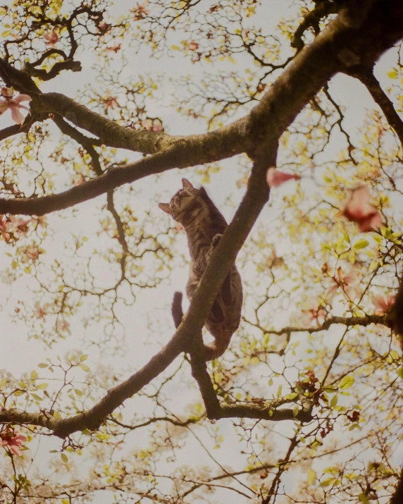 a cat sitting in a tree nches looking up at soing