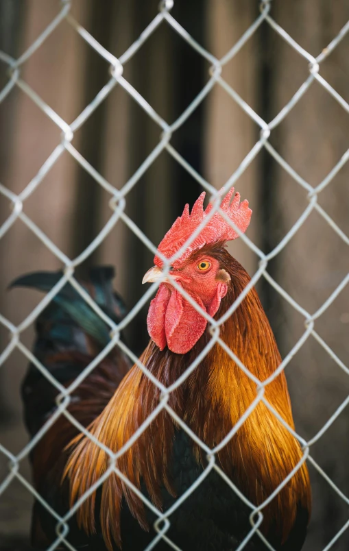 the rooster is staring from behind a chain link fence