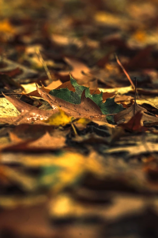 the floor is covered with many fallen leaves