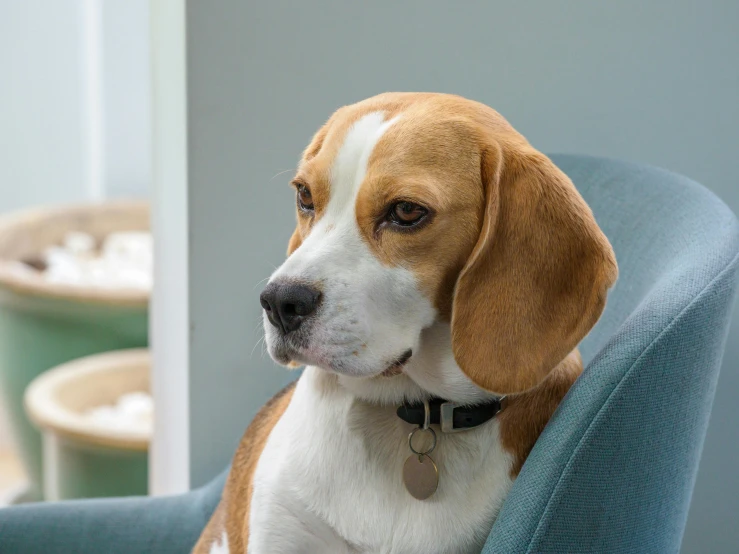 a beagle sitting in an office chair near a window